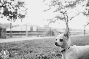 philly pet photographer
