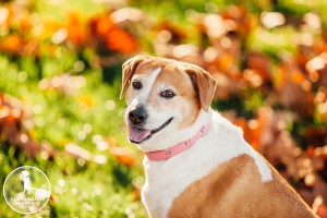 best beagle photos
