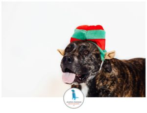 Philly Pet photographer