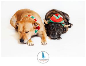 Philly holiday Pet photography