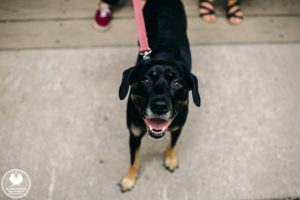 wissahickon engagement photography