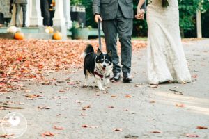 best dogs in wedding photos