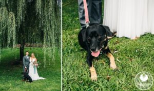 dogs in weddings