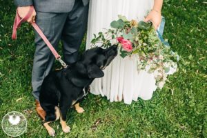 dogs in wedding photos