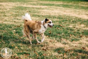 philadelphia pet photographer