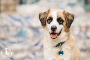 philadelphia dog photographer