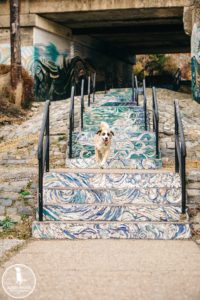 manayunk dog photography