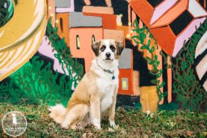 dogs of manayunk