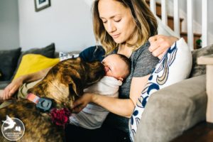 dogs and newborn photos