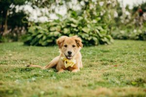 philly pet photography