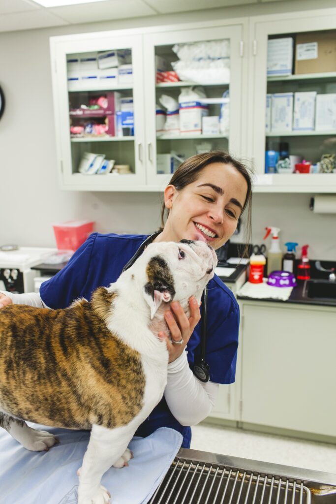 a bulldog on the exam table gives a smiling veterinarian a lick and kiss