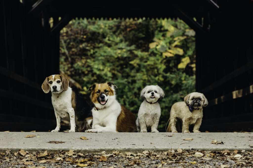 4 dogs of all different sizes and breads sit ting next to each other under a covered bridge in the fall.