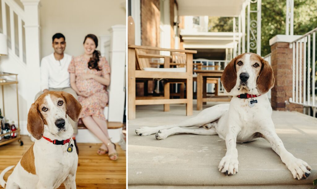 collage photos of a big bloodhound like dog in the foreground giving sassy vibes with his dad and expecting mom smiling in the back. Second photo is a portrait of the dog laying outside on his front stoop very relaxed. 