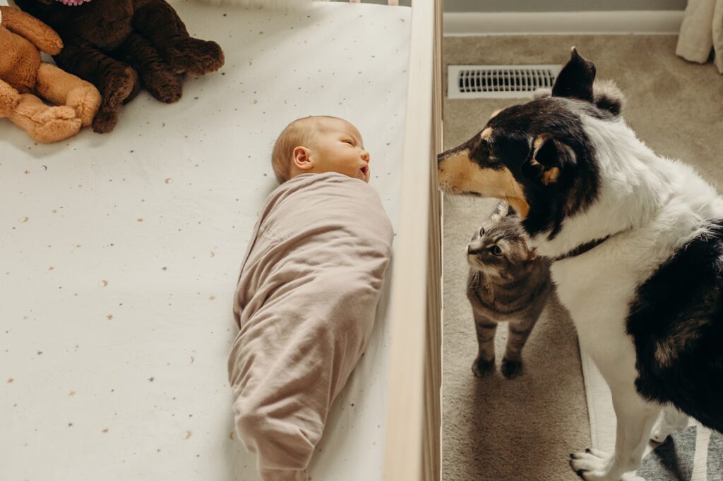 A dog and a cat peer into the crib with a newborn baby swaddled inside and looking in their direction.
