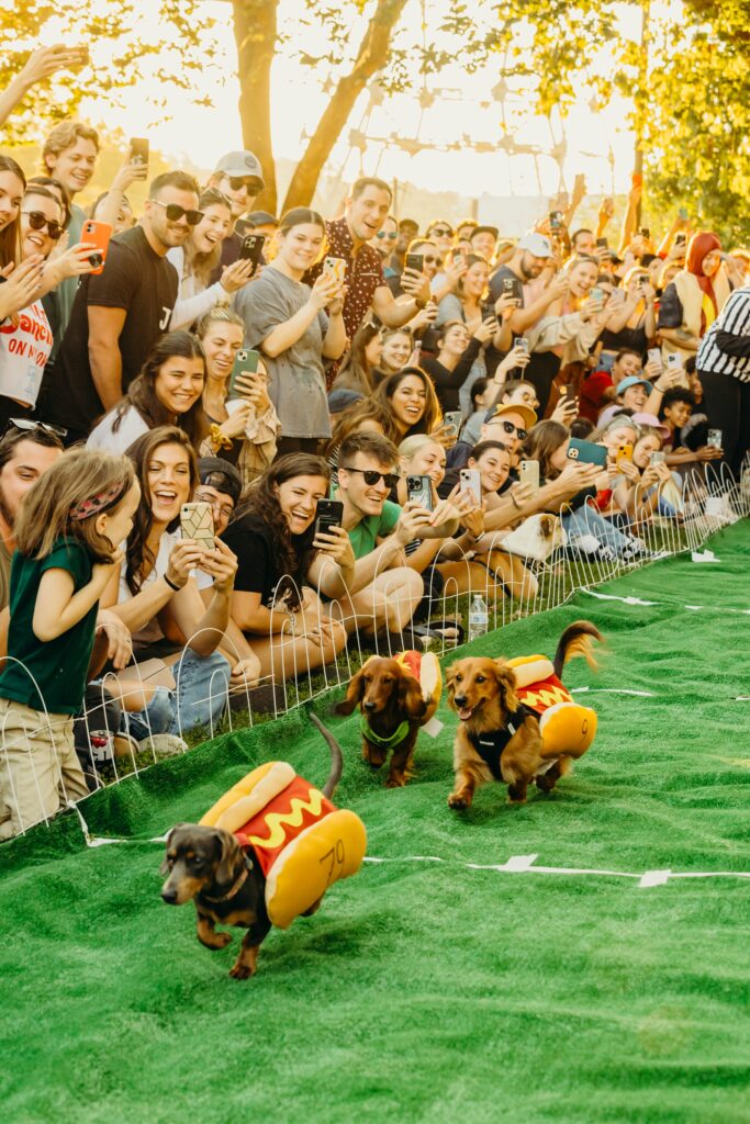 a crowd is gathered around a green racing track smiling and taking photos. 3 wiener dogs wearing hot dog costumes are racing on the track.