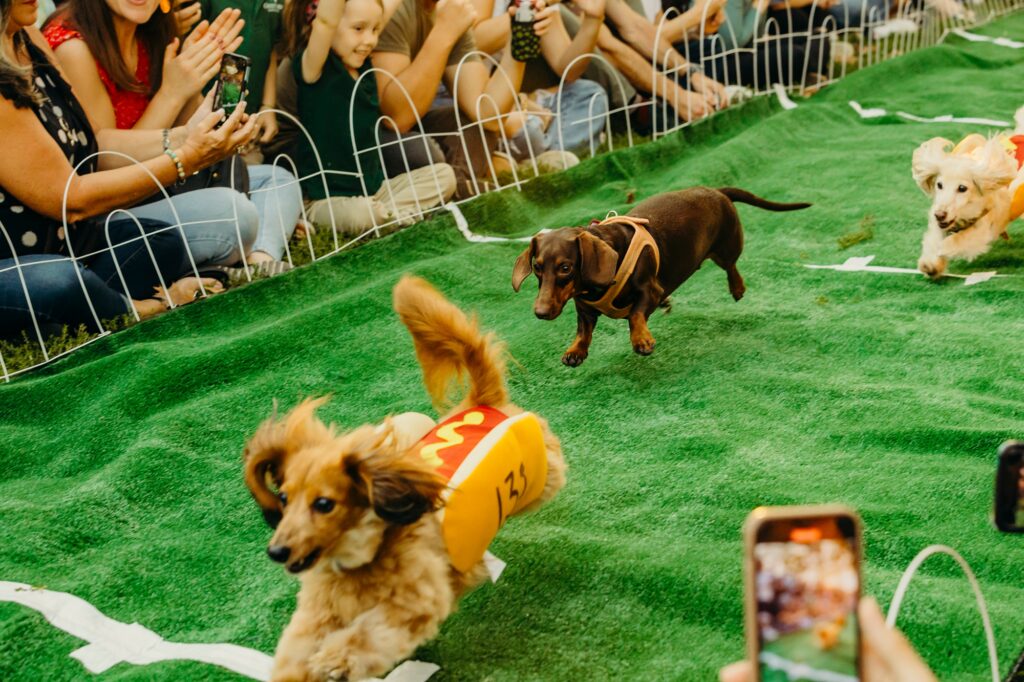 a crowd is gathered around a green racing track. 3 wiener dogs wearing hot dog costumes are racing on the track. 
