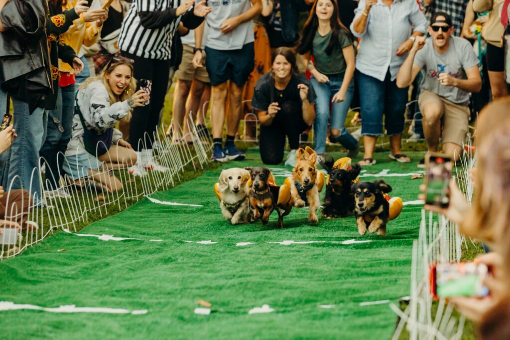 a crowd is gathered around a green racing track. 5 wiener dogs wearing hot dog costumes are racing on the track. 