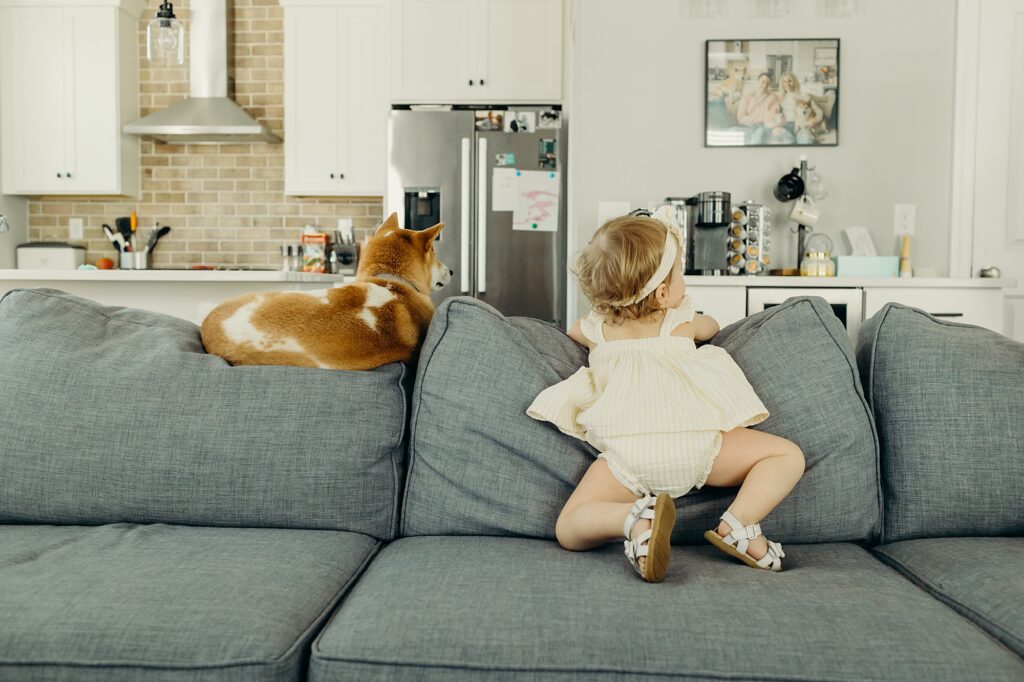 a dog sits on the back of the couch, facing away from the camera as a baby girl also sits in a similar position on the couch. behind the couch on the left is a kitchen, while on the right is a wall with a framed photo of the family and their two dogs in a skinny black frame.