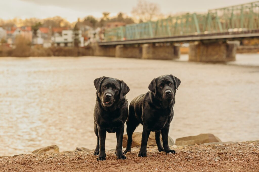 Two english lab dogs standing in front of the river in New Hope, Pennsylvania.
