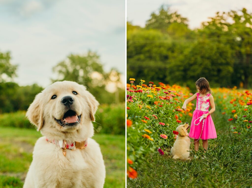 A golden retriever puppy standing a beautiful colorful field of flowers in King of Prussia with a young girl who is her owner.  