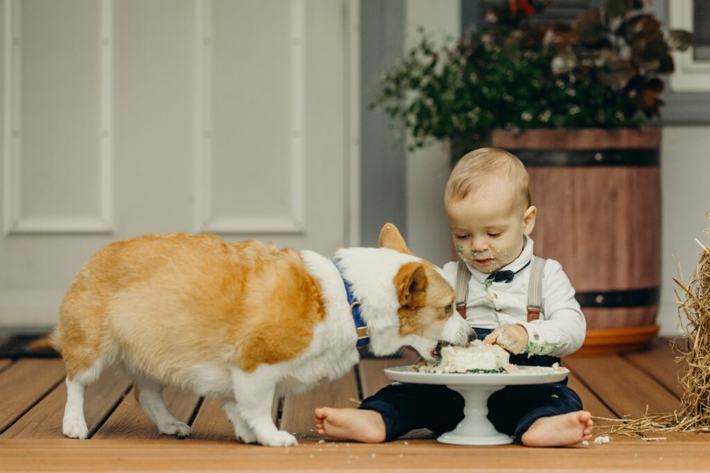 A one year old boy having his cake smash on his family's front porch, when all of a sudden his pet corgi steals a bite of his cake. 