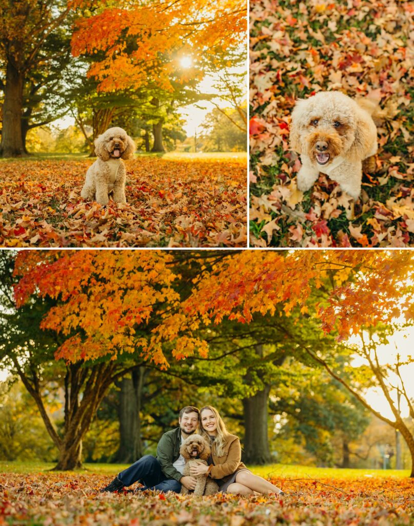 A golden doodle dog surrounded by beautiful fall foliage with his two owners in a Philadelphia park.