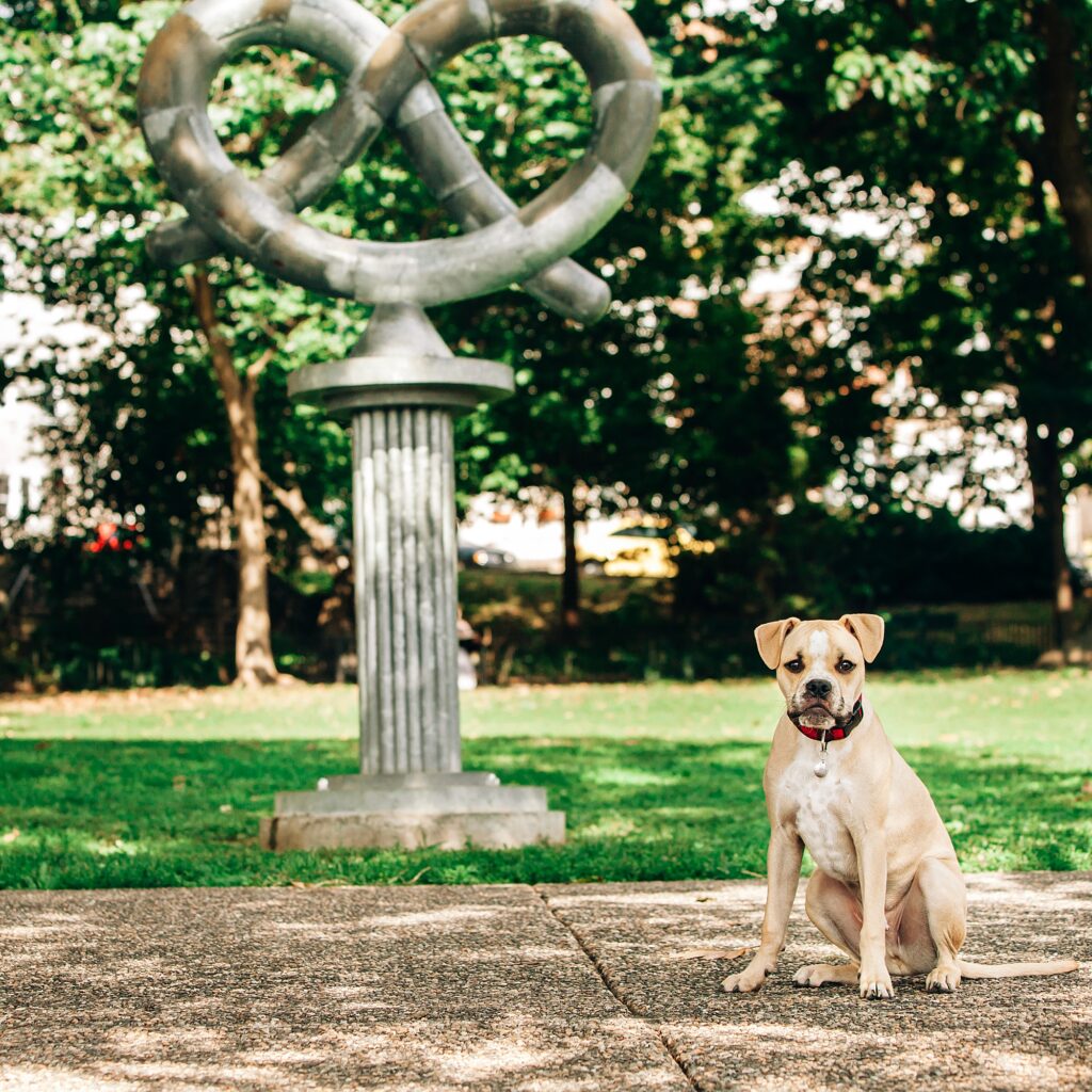 a dog sitting in front of the pretzel statue at pretzel park in manayunk 
