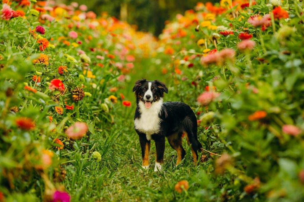 A flower field in Plymouth Meeting where a smiling mini Australian Shepherd dog looks into the camera during her photoshoot. 