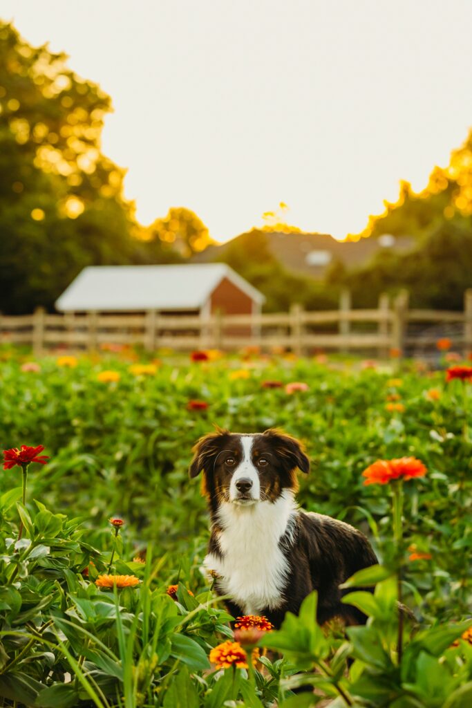 a sunset photo of a mini australian shepherd dog on a farm in Southeast Pennsylvania. 