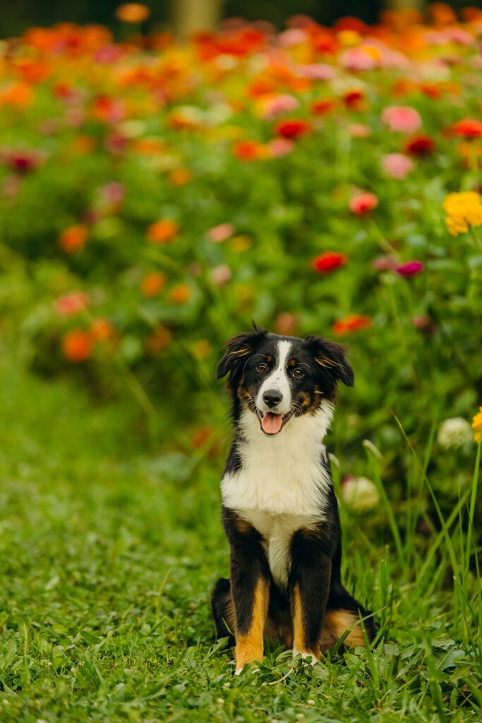 A mini australian shepherd dog smiling during her summer photoshoot in Philadelphia, Pennsylvania. 
