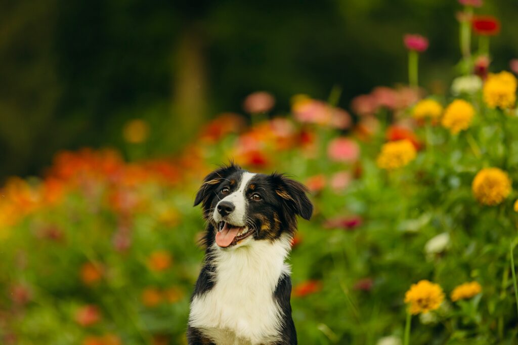 A dog smiling in a flower field in Philadelphia, PA. 