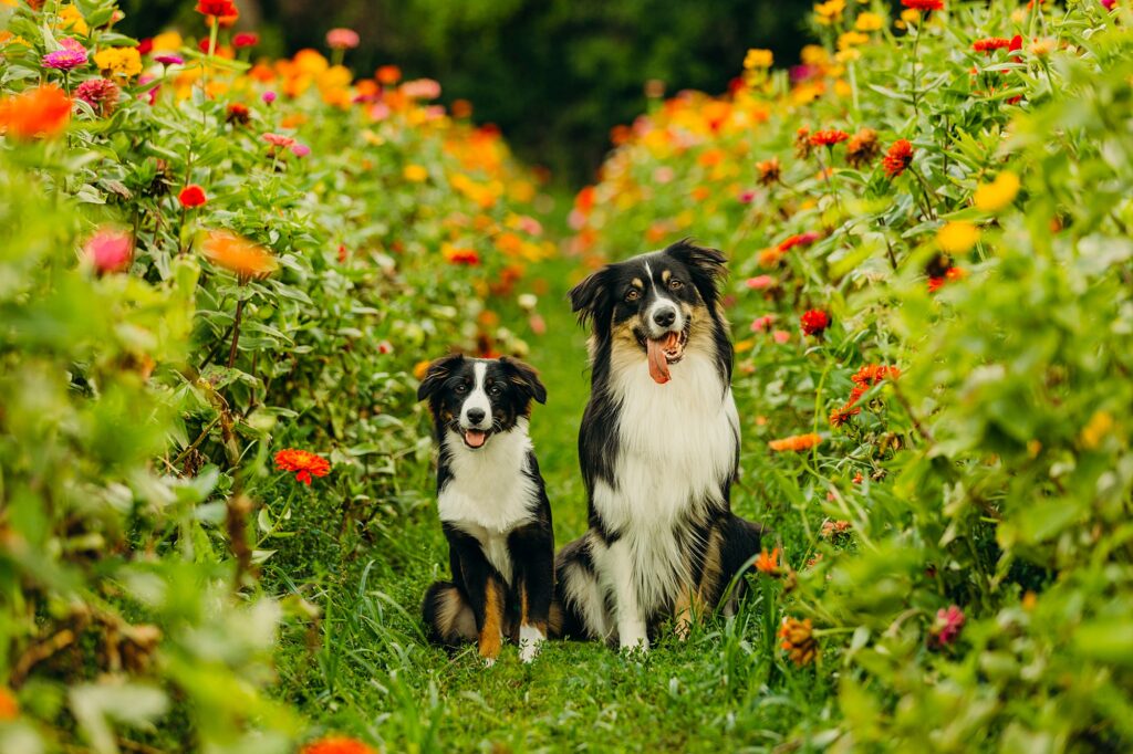 2 mini australian shepherd dogs smiling at the camera in a  Philadelphia flower field.