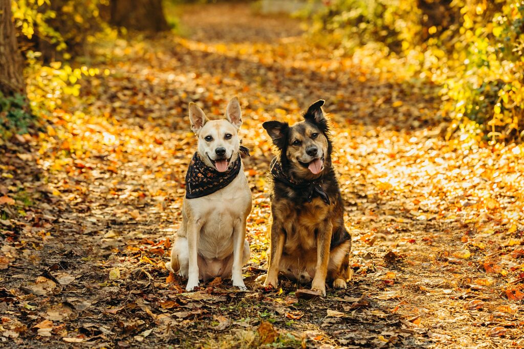 Fall pet photoshoot, with 2 dogs,  in Fairmount Park Philadelphia by Alexa Nahas Photography 