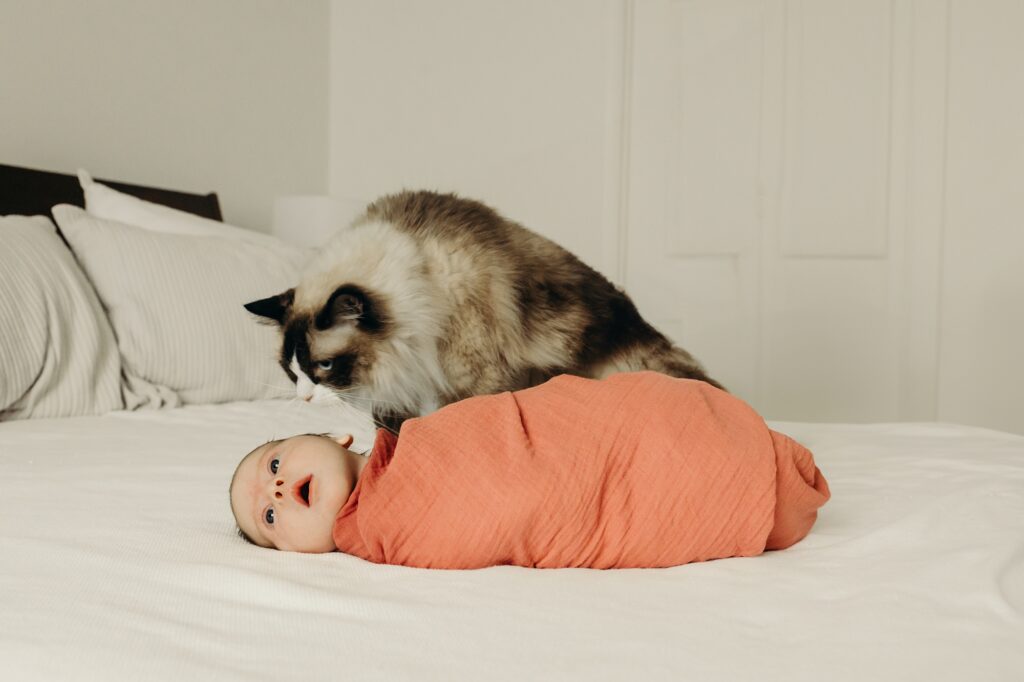 a lifestyle newborn photoshoot with a cat in Philadelphia, Pennsylvania. 