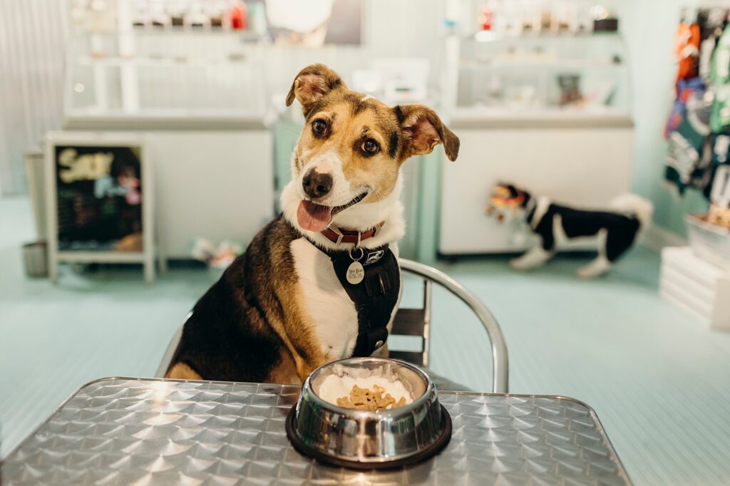 dog sitting in Philadelphia's 1st dog ice cream shop, Salty Paws in Rittenhouse Square. 