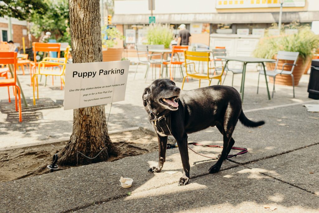 A dog eating a peanut butter dog ice cream cup from the Igloo in South Philadelphia