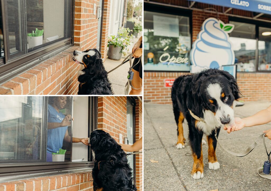 a dog enjoying a dog ice cream cup at a South Philadelphia ice cream shop 