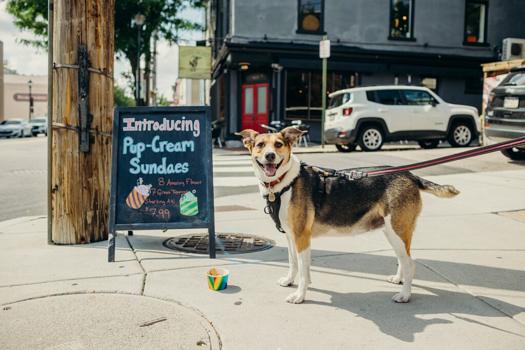 a dog in Manayunk enjoying a dog ice cream sundae at City of Paws Pet Care 