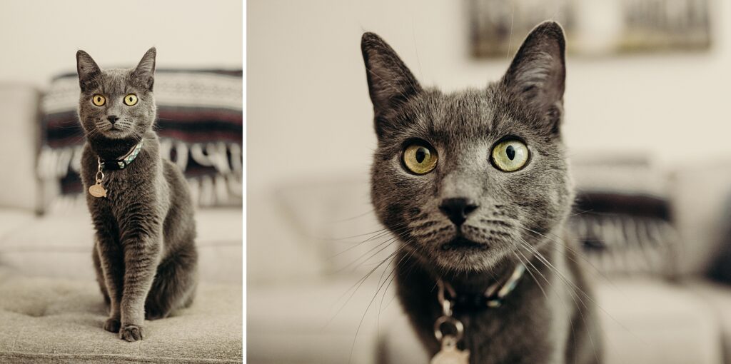 A grey cat in Philadelphia during a lifestyle pet photoshoot. 