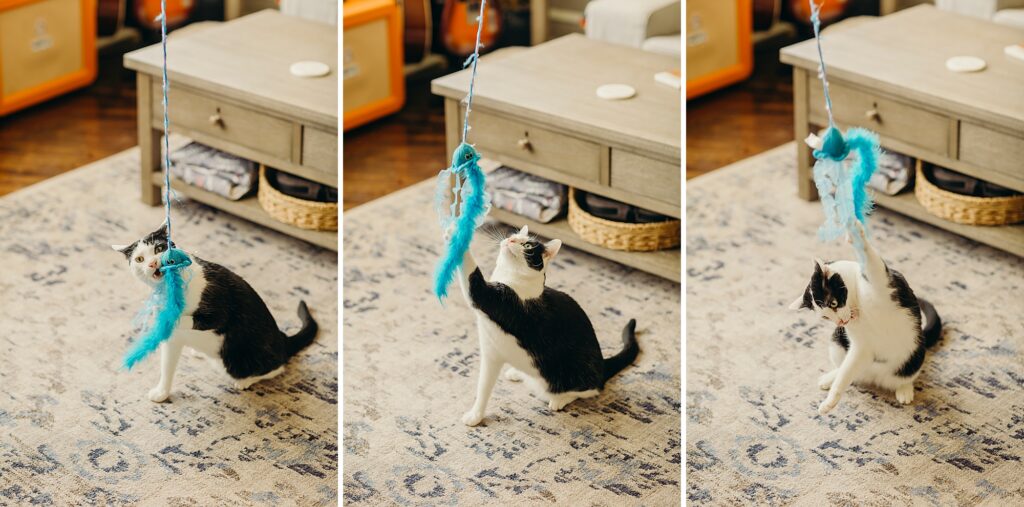 a black and white cat playing with their toy during lifestyle pet session in Philadelphia. 