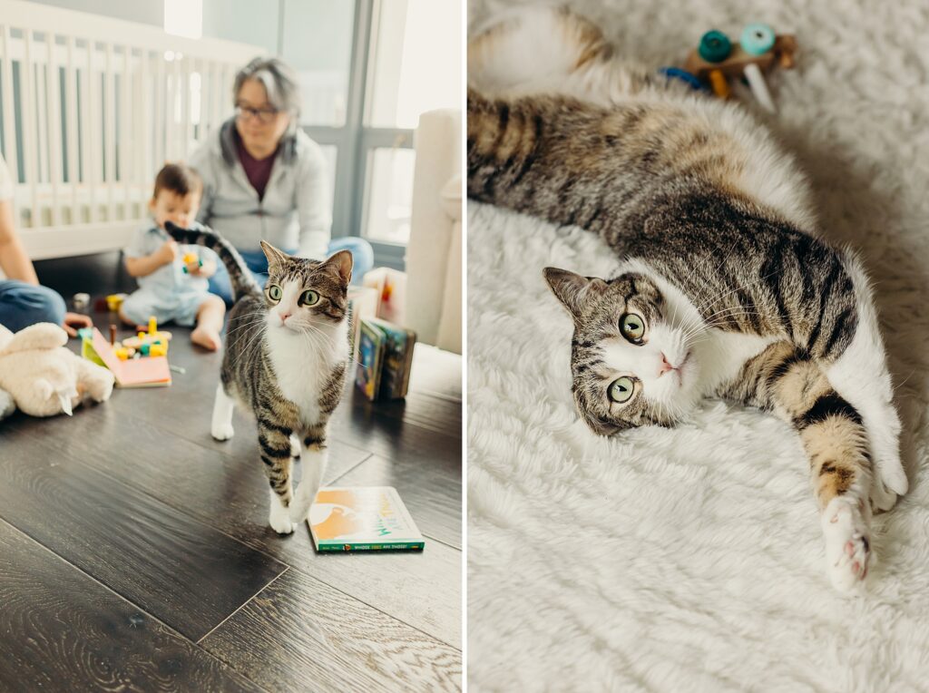 a cat during a lifestyle family photo session in Philadelphia