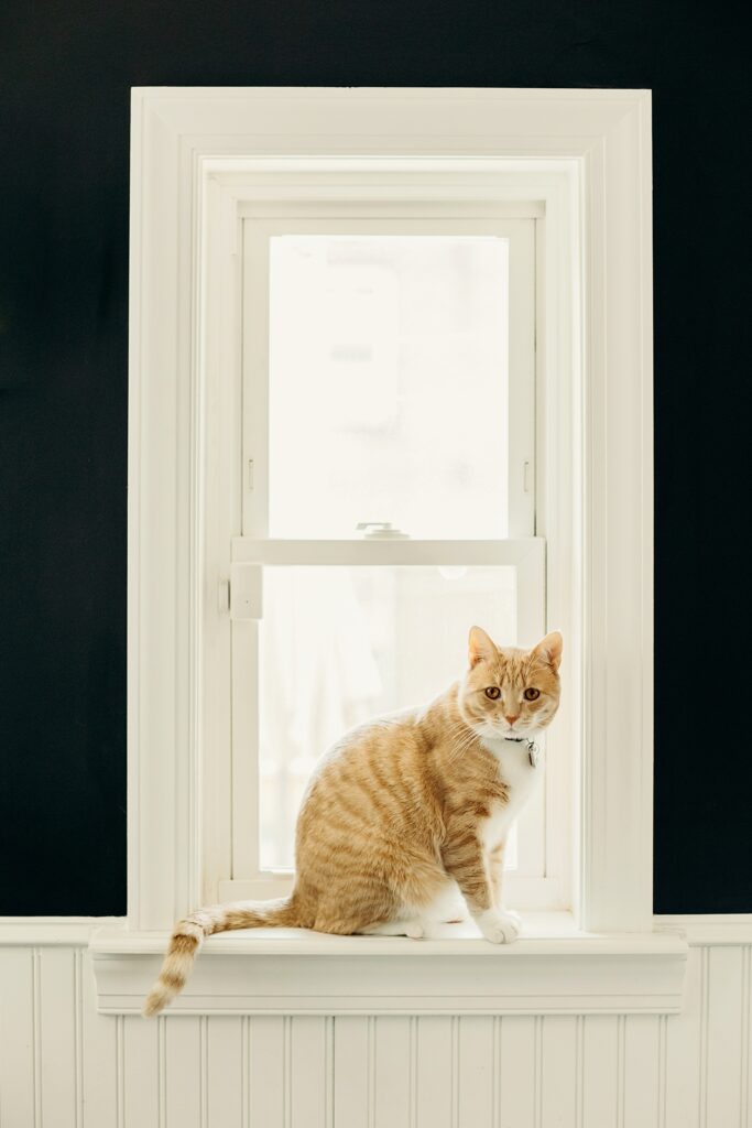 An orange cat sitting in the window during lifestyle pet photography photo session in Mt. Airy, Philadelphia