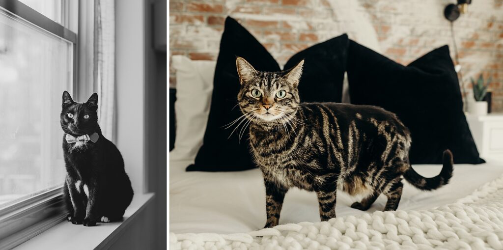 Lifestyle pet photo session in Philadelphia with two pet cats. 