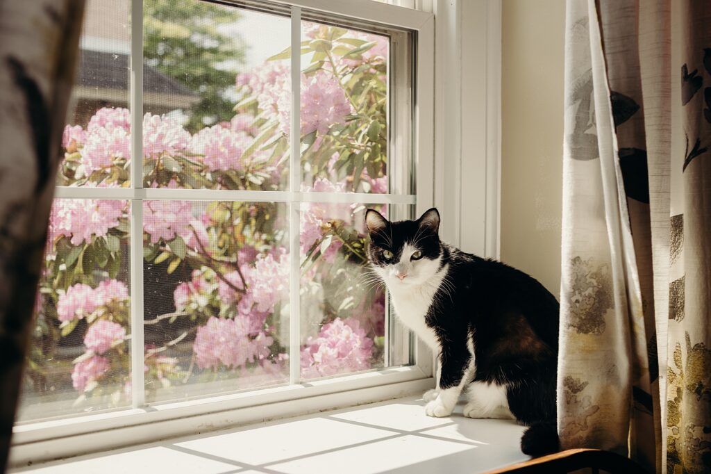 black & white cat sitting in a window in front of flowers in Philadelphia, Pennsylvania.