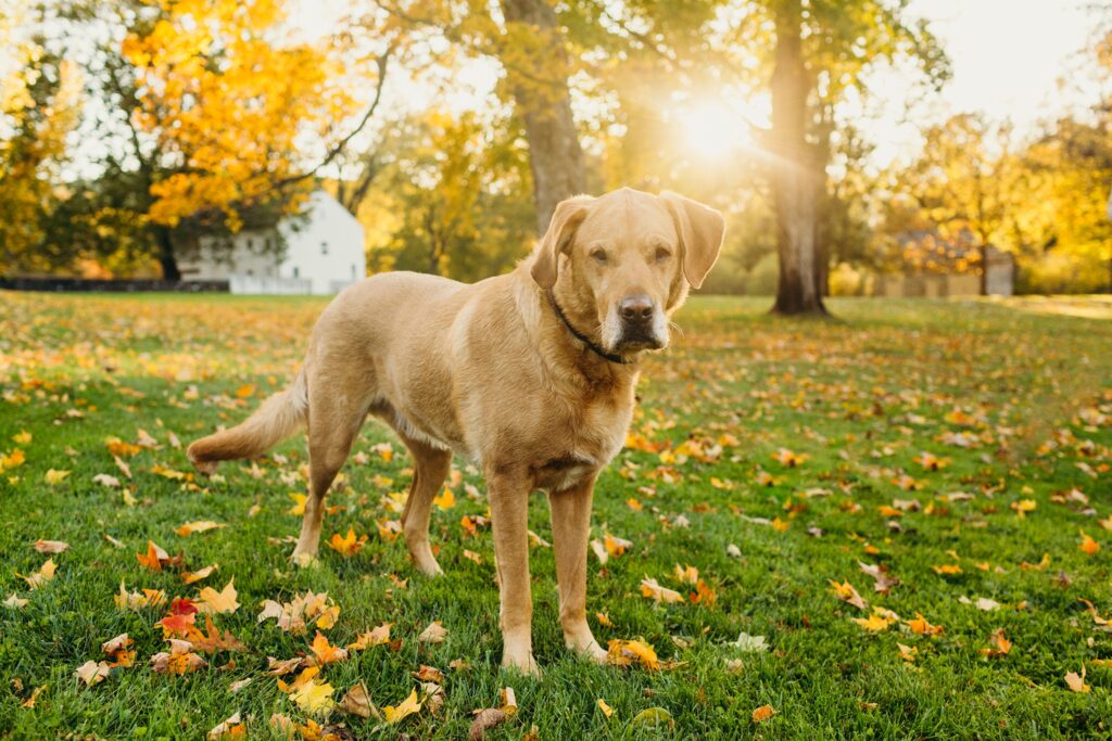 an older golden lab for a Fall lifestyle pet photo session in Philadelphia 