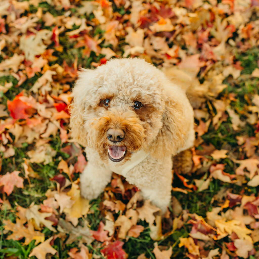 a golden doodle puppy during a Fall pet photoshoot in Philadelphia, PA