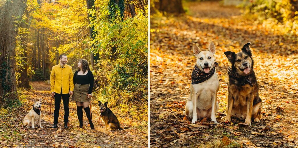 An Dog photo session in Lorimer Park in Philadelphia during peak Fall season 