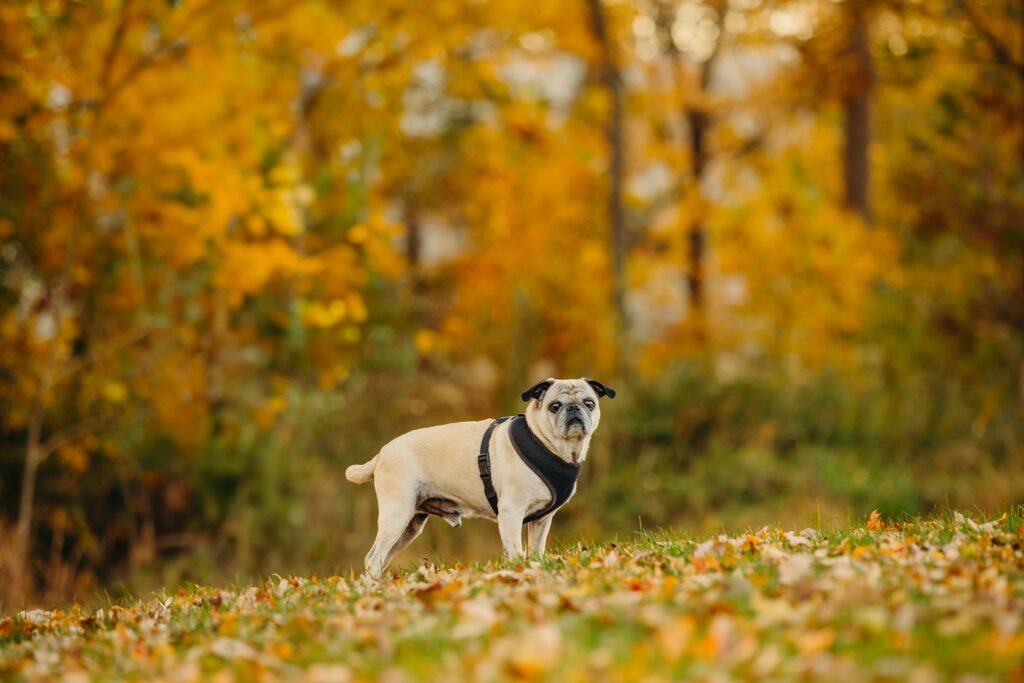 a pug in Philadelphia during his fall dog photoshoot 