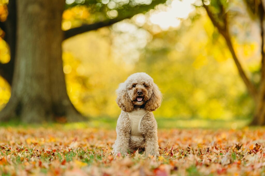 golden doodle in Philadelphia park on a beautiful autumn evening 