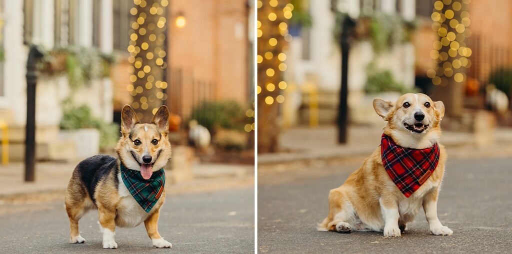 two corgis on Addison st in Center City Philadelphia during holiday pet photoshoot 